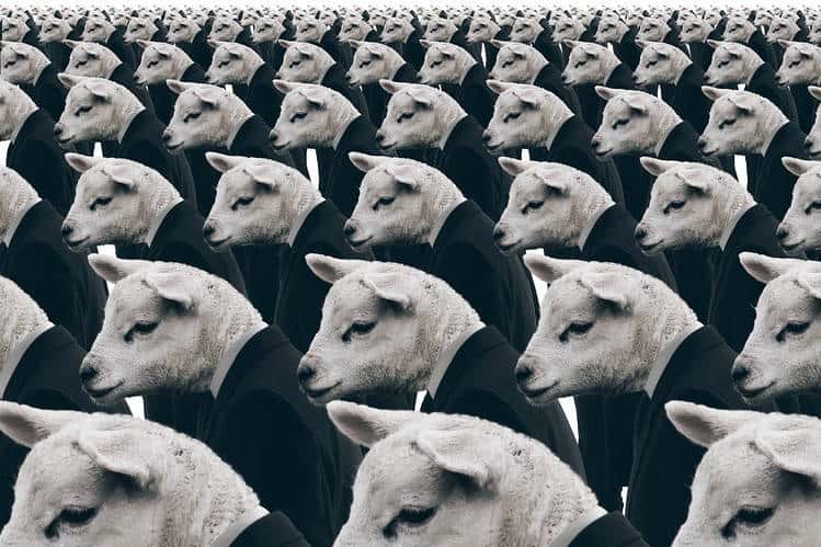 herd mentality electronic voting